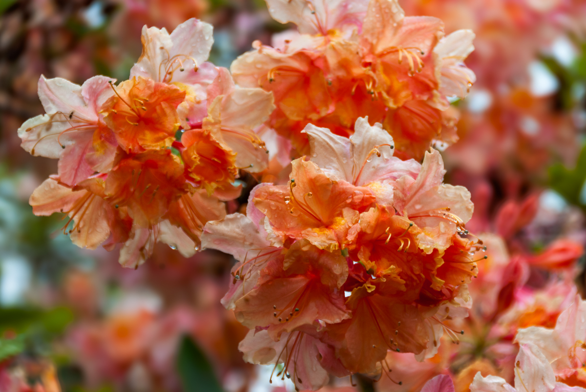 Giverny