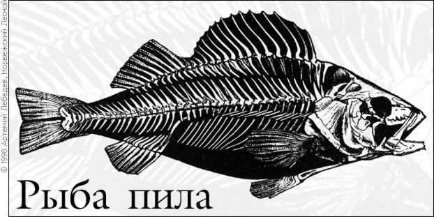 рыба пила