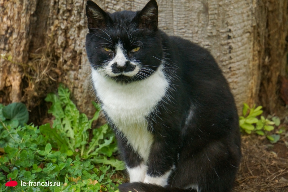 Настоящий кот из Шантийи. Красного берета ему не хватает. Фото: Илья Думов, le-francais.ru