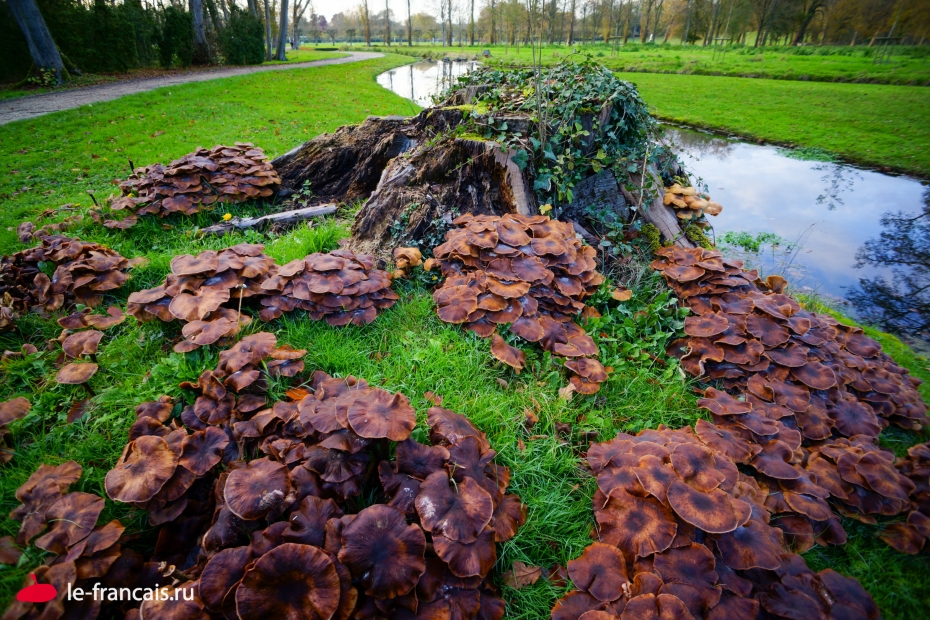 И даже непонятно, так задумано или это стихия. Фото: Илья Думов, le-francais.ru