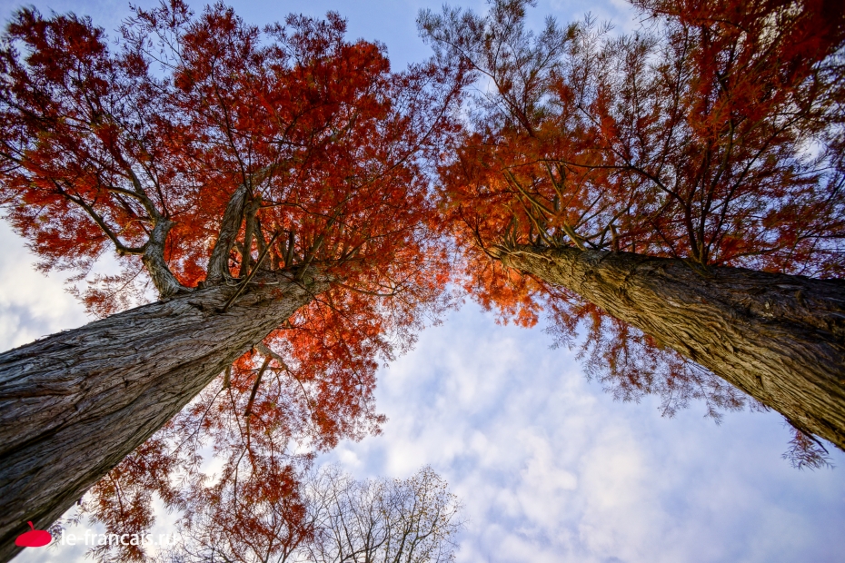 Марсианские деревья. Фото: Илья Думов, le-francais.ru