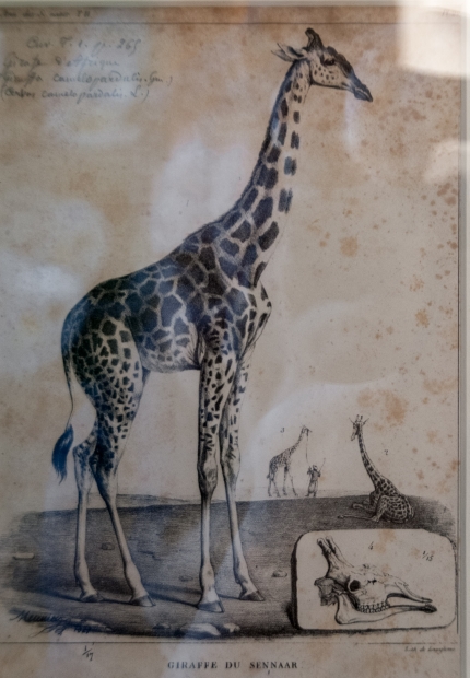 GIRAFFE DU SENNAAR (Sennar -- историческое государство и регион в Верхнем Ниле, на территории современного Судана). Фото: Илья Думов