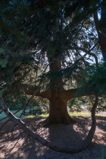 Любопытно, сколько лет этой сосне. Да и сосна ли это? Впечатляет ее гипертрофированной длины ветка, которая «замотана» вокруг дерева. Фото: Илья Думов